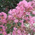 Lagerstroemia indica fleur